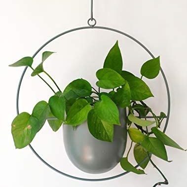b1c58292723f2379702b5e11e68f585a "Hanging Metal Hoop"